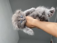 Maviş 35 Günlük Saf Kan Scottish Fold Gri
