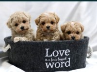 Kahverengi maltipoo yavrularımız