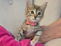 Ücretsiz tekir kedimizi sahiplendirme