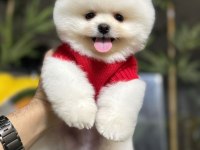 Üst Düzey Pomeranian Boo Yavrularımız