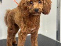7 aylık poodle köpeği