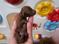 Orijinal Kore Tea Cup Poodle Yavrular