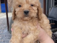 Bursa'nın En Sevimli Maltipoo Yavruları Doğdu