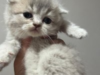 2 Aylık Bebek Kedilerimiz