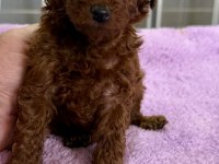 Mini Boy Kore Poodle Yavrularımız