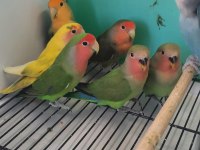 Sevda Cennet Papağanı Yavrular