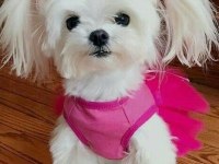 Orjinal maltese köpeği yavruları