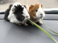 Her zaman ginepig yavrular bulunur