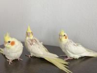 Yavru Sultan Papağanı 2 Aylık