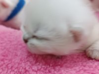 1 Haftalık British Bebekler