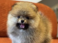 Orange Erkek Pomeranian Boo