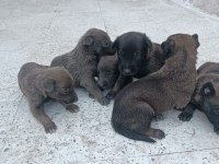 Sağlam Kan Belçika Malinois Yavruları