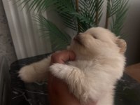 Üst Sekmen Sağlık Irk Garantili Pomeranian Yavrular