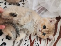 Teslime Hazır British Shorthair Kedimiz