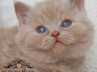 Mavişim lilac british shorthair
