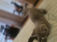 2 Aylık Scottish Fold Kızımız