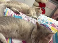 Kedilerimize Yuva Arıyoruz