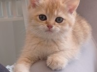 Golden Black Ny12 Kardeş Kediler Teslime Hazır