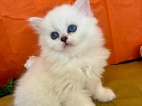 British Longhair Silver Kedimiz