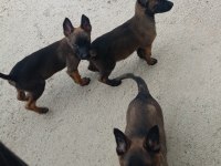 A kalite full maske kalite belçika malinois