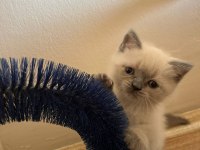 Müthiş Güzellikte Blue Point British Shorthair Kızımız