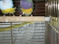 2 erkek toplu veya ayrı ispinoz