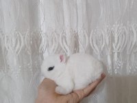 Orjinal Cüce Tavşan Yavruları