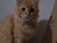 Kedim için ev arıyorum