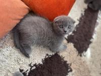 Scottish Fold Yavru