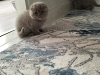 Scottish Fold Lilac Erkek
