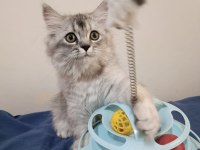 Safkan chinchilla yakışıklı oğluşum