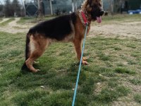 A Şecere Alman Kurdu