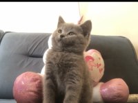 Uyguna son dışı kaliteli yavru kedim