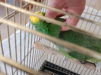 Geveze Sarı Alın Amazon Papağanı