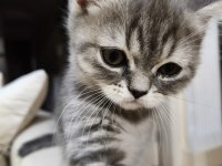 Oyuncu Scottish Kediler