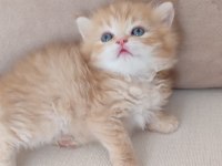 Safkan Golden British Longhair