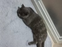 British Shorthair Kedimiz Yumoş