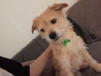 İzmir 3 Yaş Erkek Terrier Çok Acil Yuva Ücretsiz