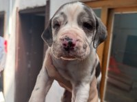 Devasa Bir Köpek İstiyorsanız Yavru Danualarımız İle Tanışın