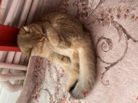 British Shorthair Prenses Manolya