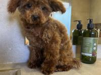 7 Aylık Teacup Teddy Dişi Poodle