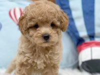 Efsane Maltipoo Yavruları