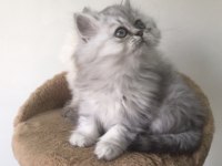 Uysal Ve Sevecen British Longhair