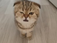 Scottish Fold Yavrular Yuva Bekliyor