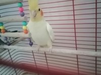 Genç Takım Sultan Papağanı