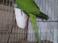 Erkek 16 aylık pakistan papağanı