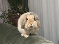 Ücretsiz 5 Aylık Hollanda Lop Tavşan