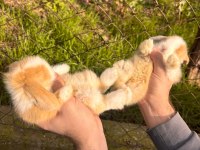 Evcil hollanda tavşanlar her ile gönderilir