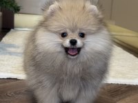 Üst Düzey Erkek Pomeranian Boo