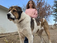 Çift Alabay Köpeklerimiz Sahiplendirilecektir